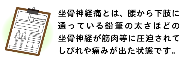 坐骨神経痛とは、腰から下肢に通っている鉛筆の太さほどの坐骨神経が筋肉等に圧迫されてしびれや痛みが出た状態です。